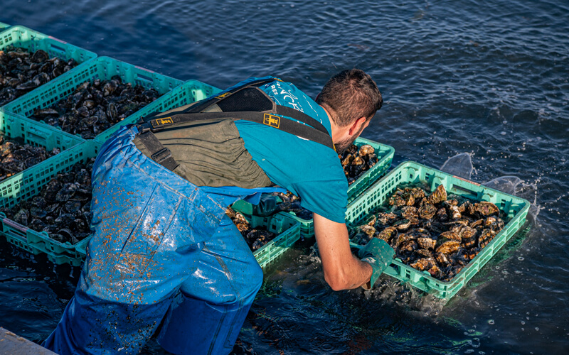 GRUISSAN SALIN HUITRE